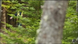 The Curse of Oak Island - Season 09 Episode 09